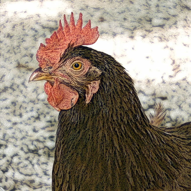 Chicken1