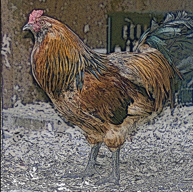 Chicken3
