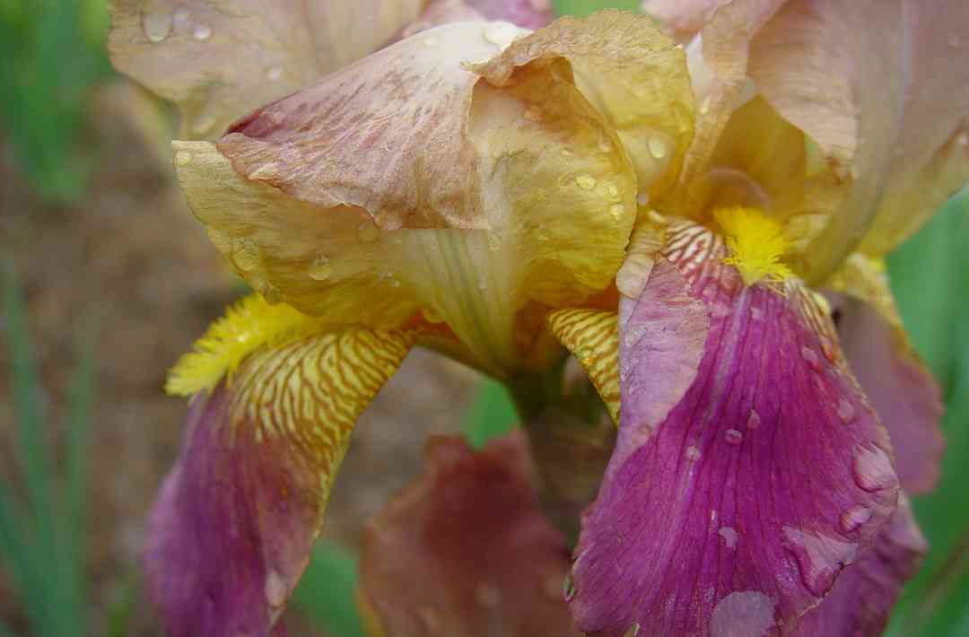 Iris2