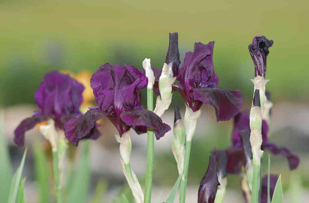 Iris3