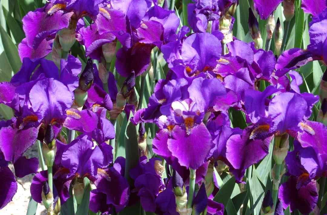 Iris4