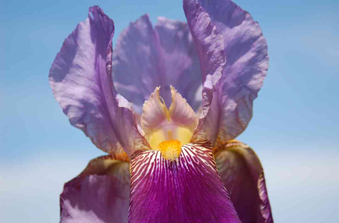 Iris6