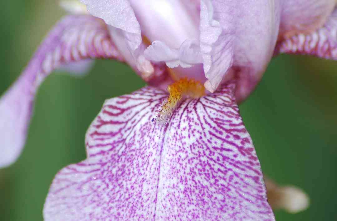 Iris7