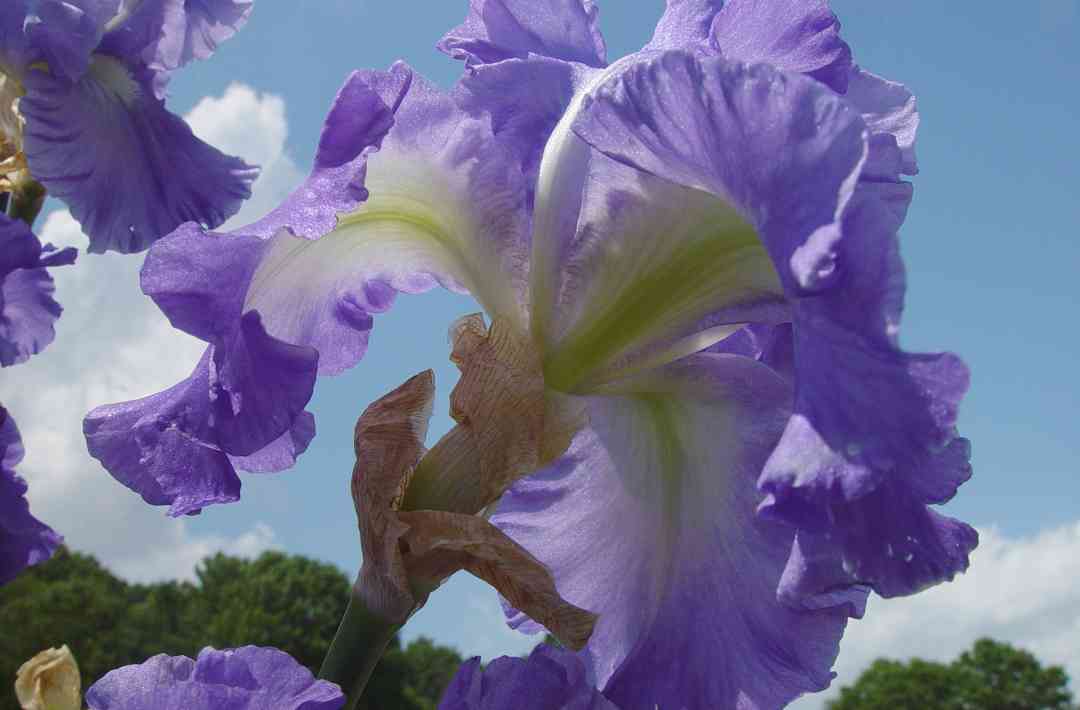 Iris16