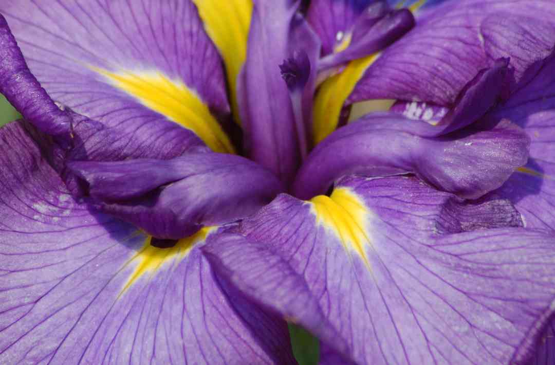 Iris20
