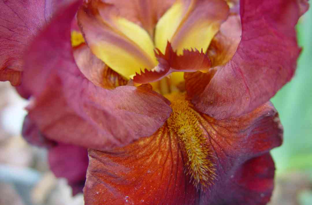 Iris21