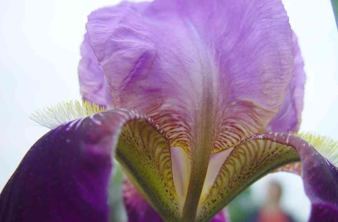 Iris22